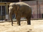 praha zoo05 072