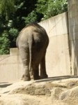 praha zoo05 074