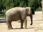 praha zoo05 075