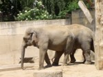 praha zoo05 076