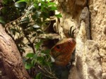 praha zoo05 077