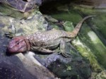 praha zoo05 078