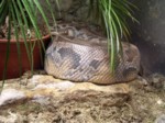 praha zoo05 079