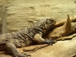 praha zoo05 081