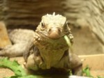 praha zoo05 082