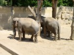 praha zoo05 083