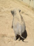 praha zoo05 084