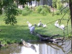 praha zoo05 085