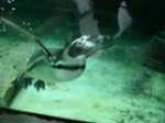 praha zoo05 086