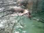 praha zoo05 087