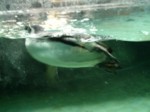 praha zoo05 088