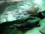 praha zoo05 089