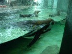 praha zoo05 090
