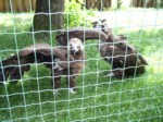 praha zoo05 092