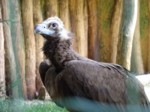 praha zoo05 093