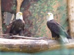 praha zoo05 094
