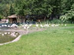 praha zoo05 095