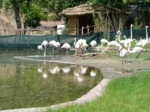 praha zoo05 096