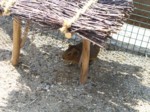 praha zoo05 098