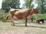 praha zoo05 099