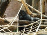 praha zoo05 102