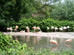 praha zoo05 103
